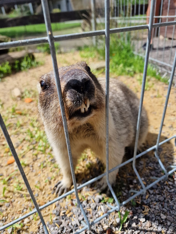 MiniZOO Vendryně – zvieratá