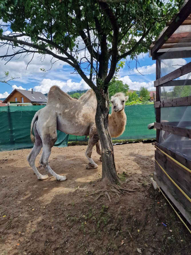 MiniZOO Vendryně – areál