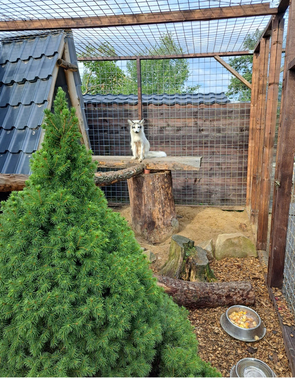 Polárna líška Snížek v MiniZOO Vendryně